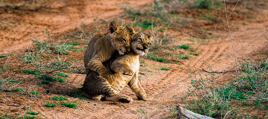 Deux lionceaux jouent ensemble