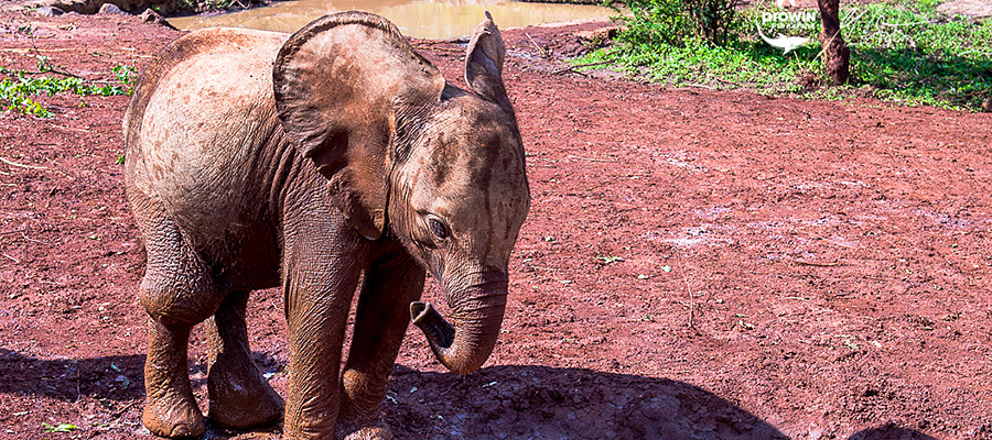 Un petit éléphant se tient sur un sol boueux